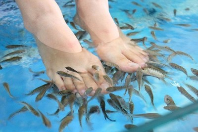 脚部清洁 脚部亲亲鱼足疗(约30分钟)!当人进入温泉池