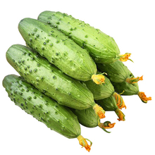 新鲜小黄瓜应季水果脆小青瓜5斤生吃小黄瓜白玉蔬菜