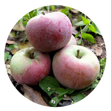 国光苹果5斤新鲜水果苹果老树国光小果光酸甜苹果